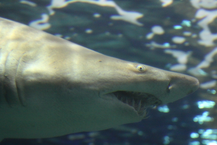 Marineland - Aquarium - 034